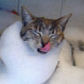 bath cat