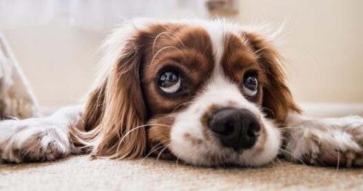 bored puppy for blog