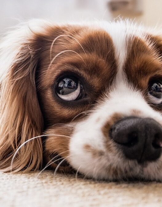 bored puppy for blog