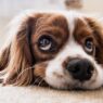 bored puppy for blog