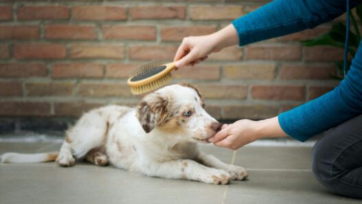 brush do dog groomers use