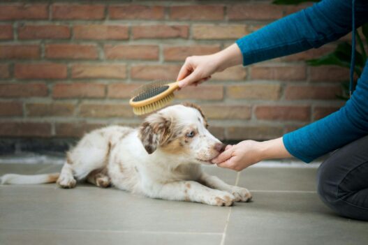 brush do dog groomers use