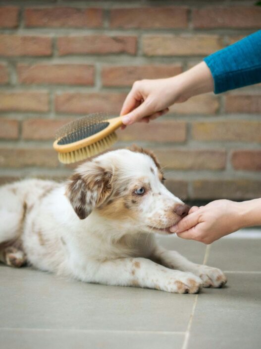 brush do dog groomers use