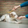 brush do dog groomers use