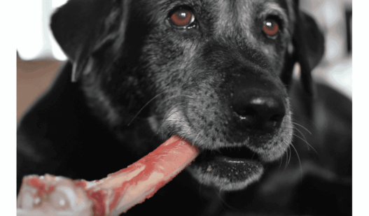 can i give my lab raw bones3
