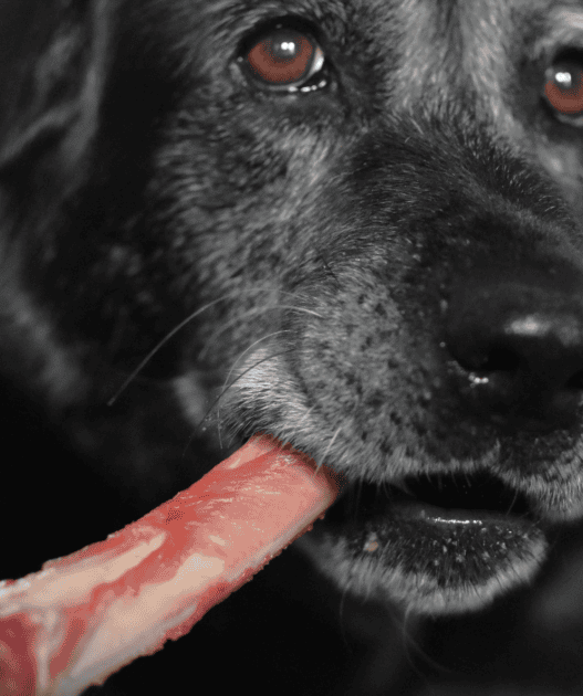 can i give my lab raw bones3