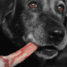 can i give my lab raw bones3