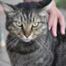 cat cute gray gray cat cute cat kitten pet kitty animal