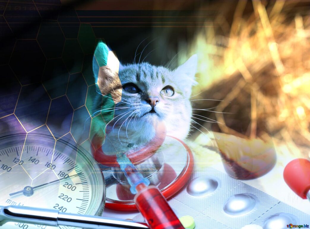 cat veterinary medicine 182825