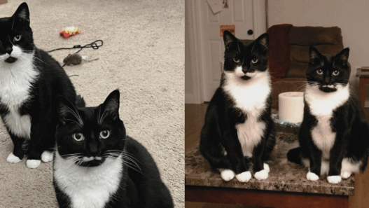 chance and kismet