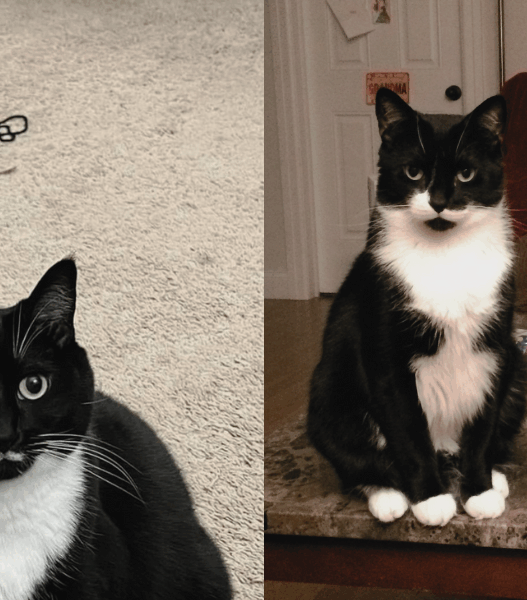 chance and kismet