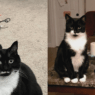 chance and kismet