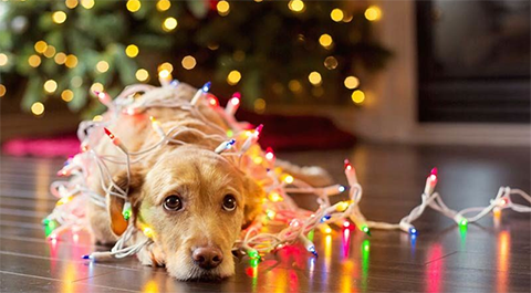 christmas wiring dog