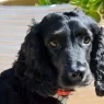 clyde1.webp