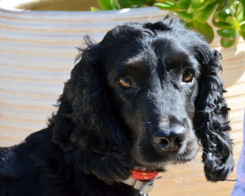 clyde1.webp