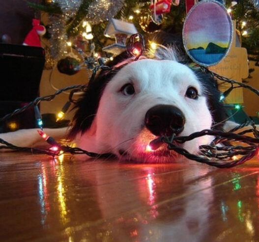 dog tangled christmas tree