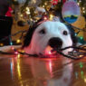 dog tangled christmas tree