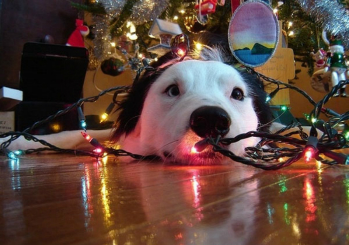 dog tangled christmas tree