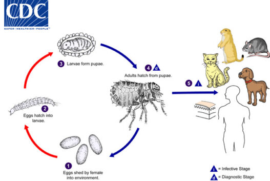 fleas life cycle