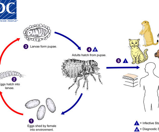 fleas life cycle