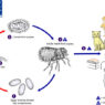 fleas life cycle