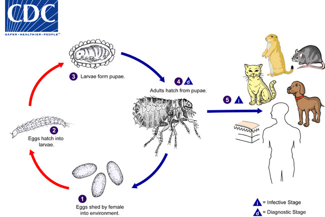 fleas life cycle