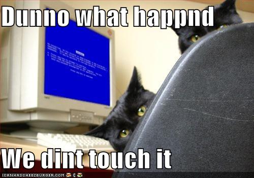 funny pictures cats computer blue screen death