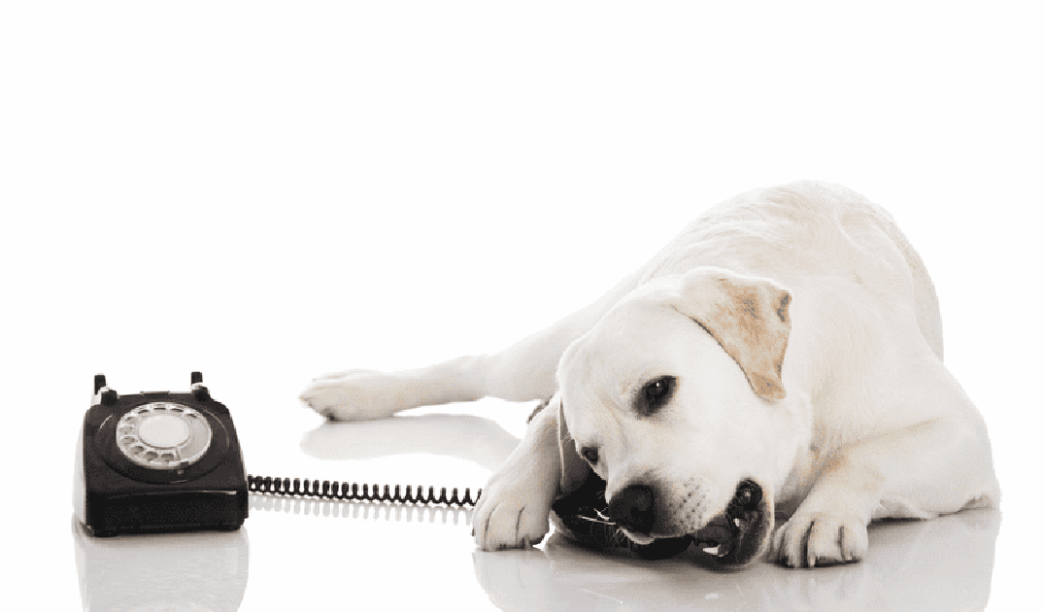How can I build my Lab’s VOCABULARY? 2 how can i build my labs vocabulary