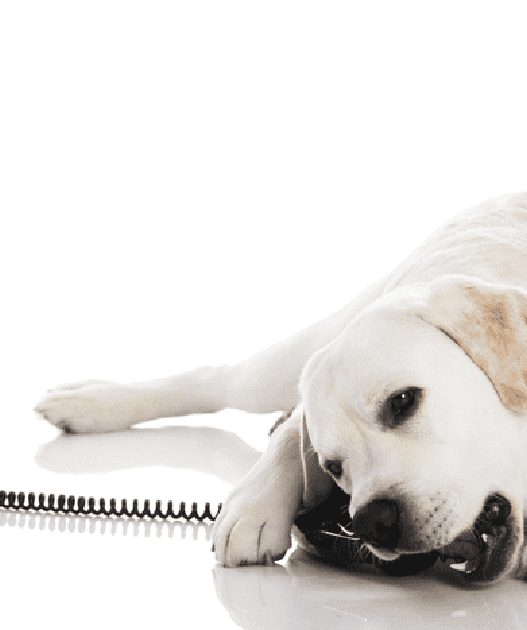 how can i build my labs vocabulary