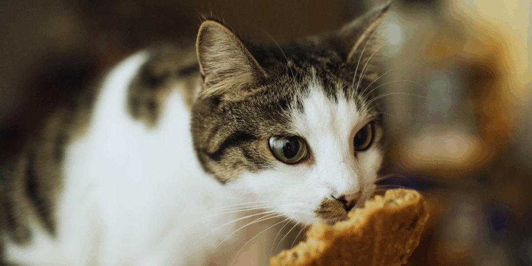 human foods cats can eat