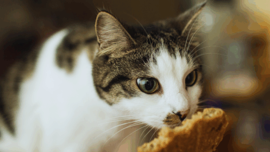 human foods cats can eat