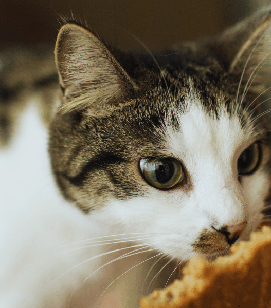 human foods cats can eat