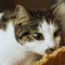 human foods cats can eat