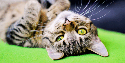 important rules if you live with a cat
