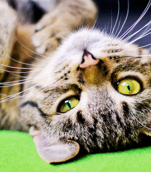 important rules if you live with a cat