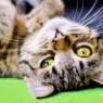 important rules if you live with a cat