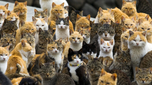 japan cats