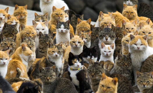 japan cats