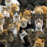 japan cats