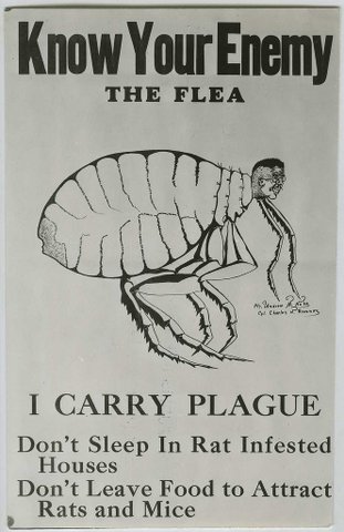 know your flea1
