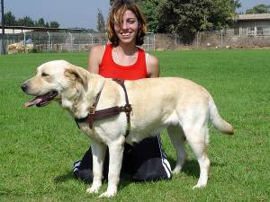 lab dogs 175fd47b 5c52 41a0 a001 5ef21b17ce98