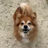 mitzi 2.webp