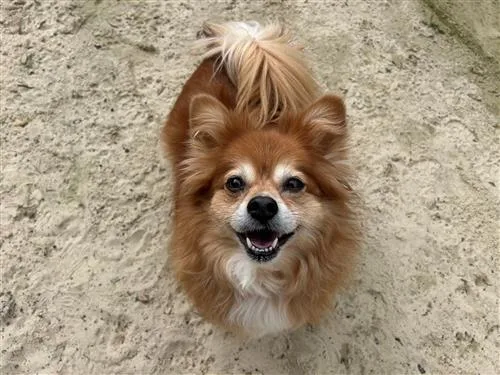 mitzi 2.webp