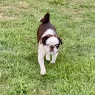 mortimer.webp