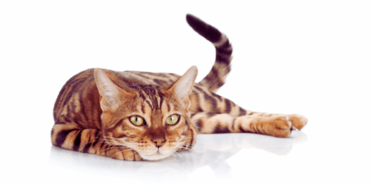 myths about cats