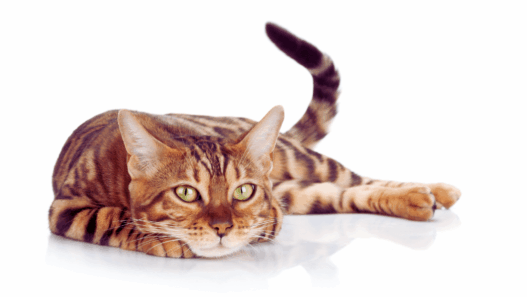 myths about cats