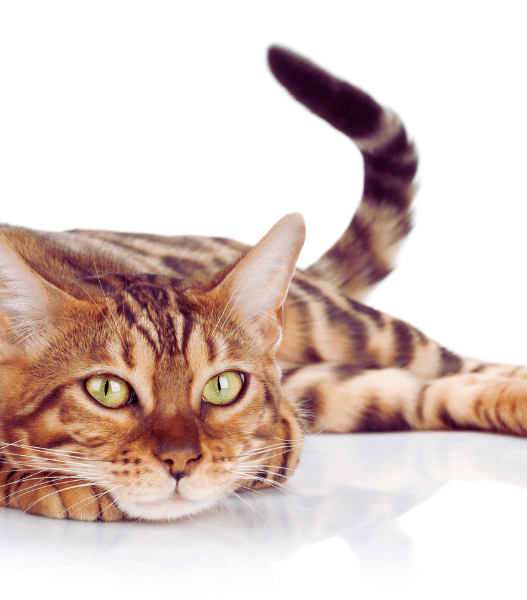 myths about cats