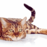 myths about cats