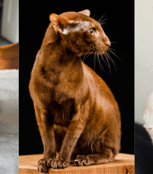 oriental shorthair cat