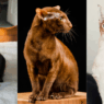 oriental shorthair cat